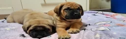 Mastiff dogs for sale: Mastiff puppies  in Galashiels - Advert 20