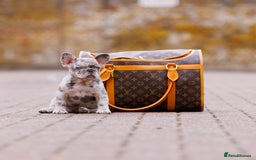 French Bulldog dogs for sale: Top girls ready to leave  - Image 9