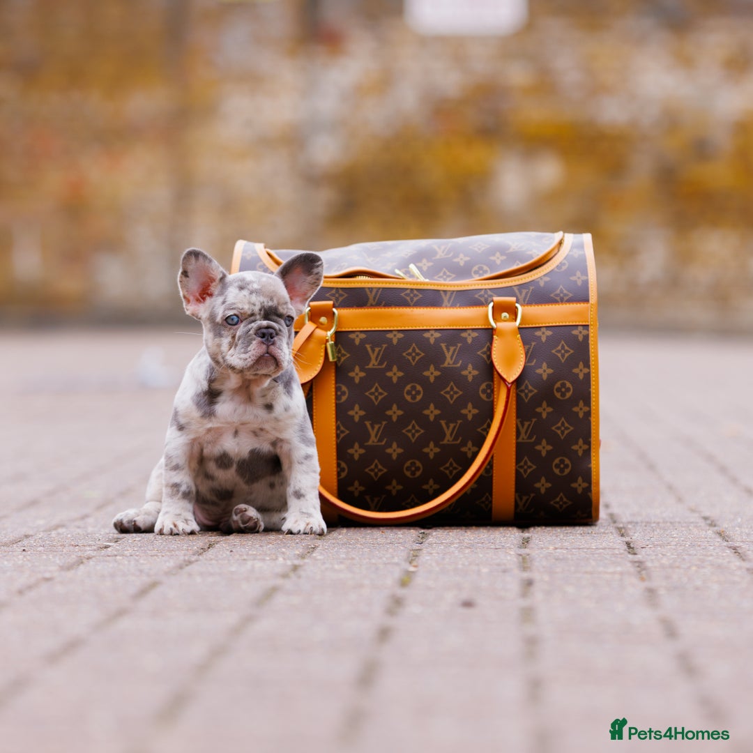 French Bulldog dogs for sale: Top girls ready to leave  - Image 9
