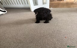 Mixed Breed dogs for sale: Sproodles - Image 3