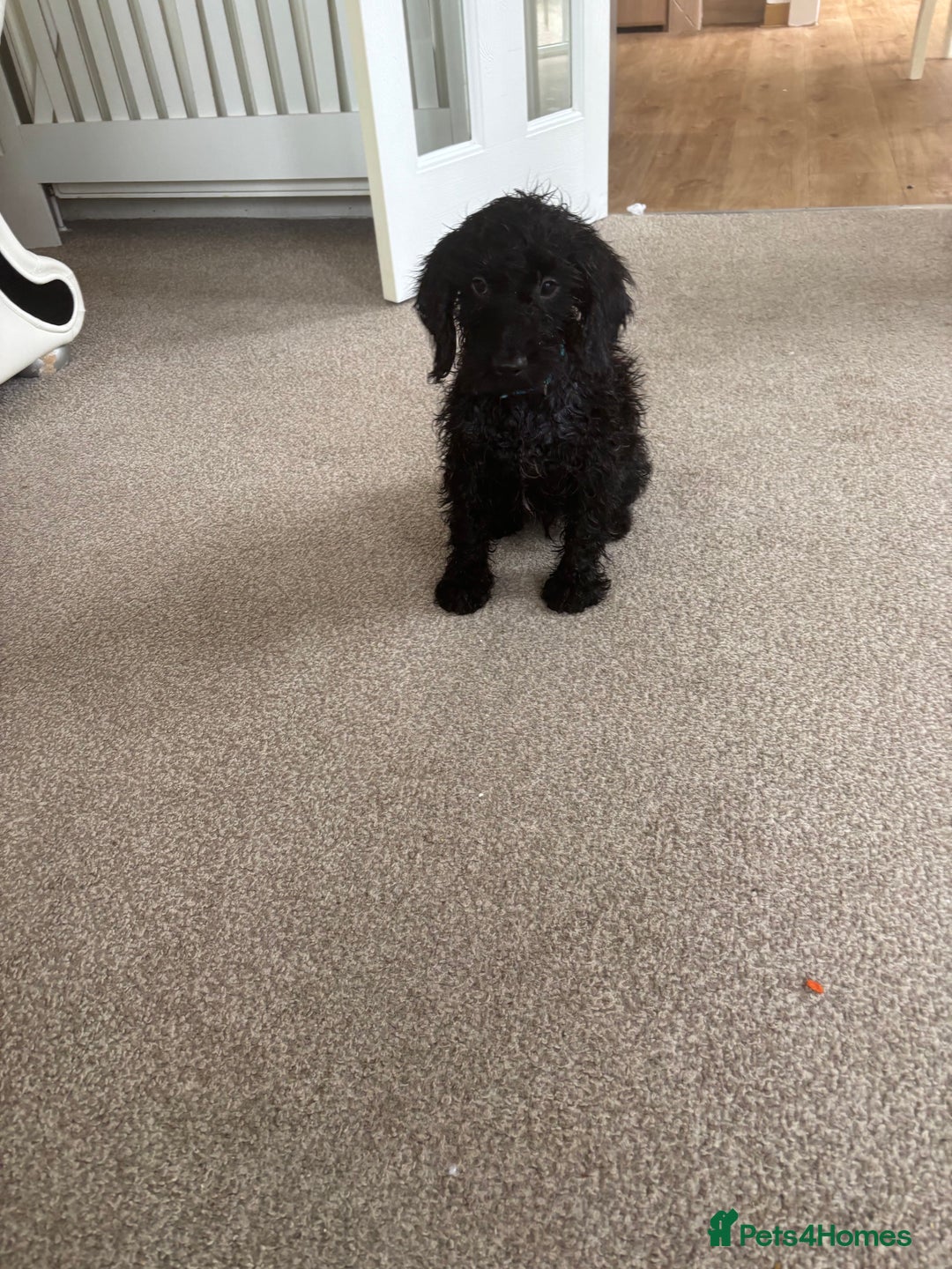 Mixed Breed dogs for sale: Sproodles - Image 3