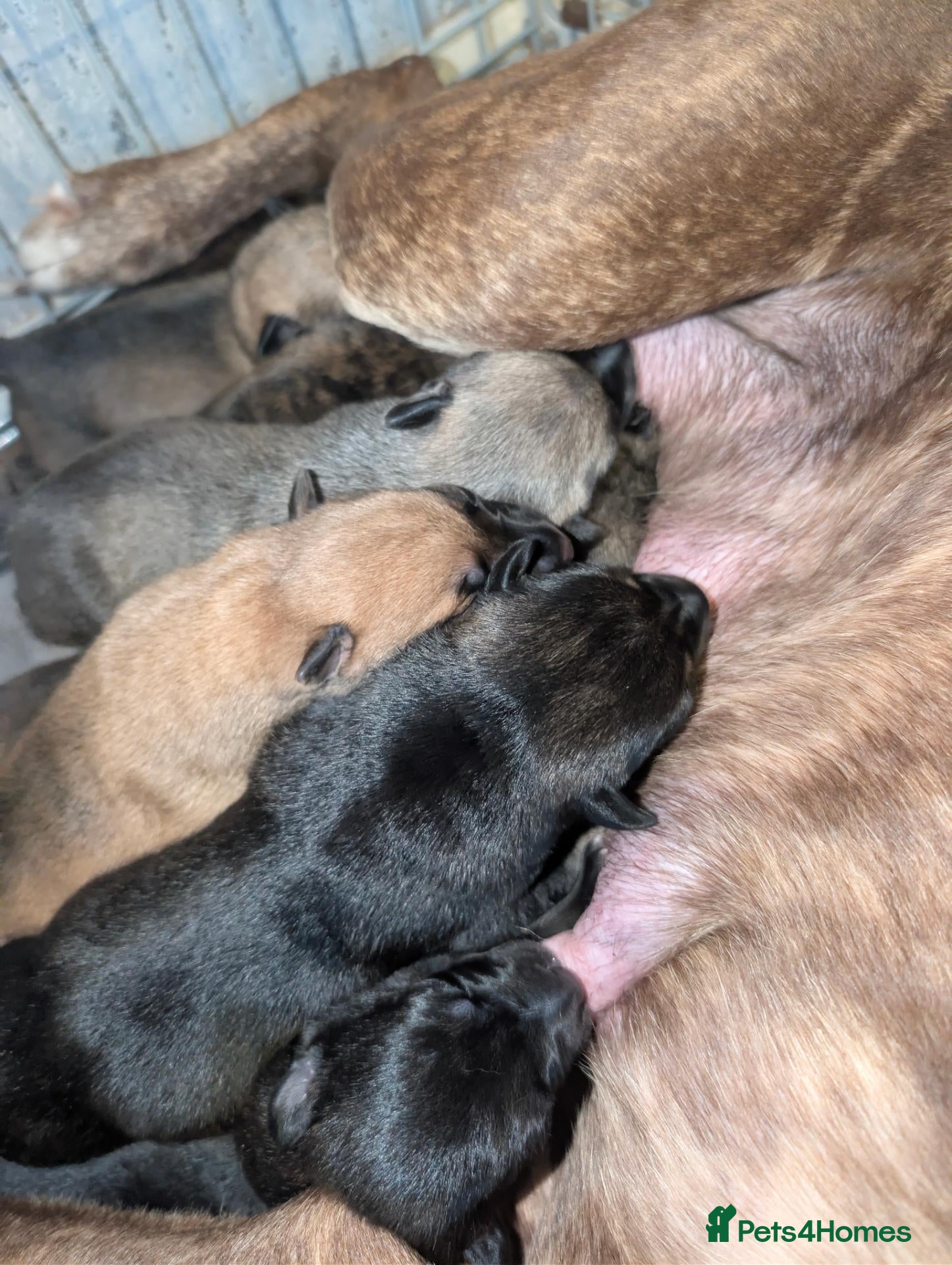 Mixed Breed dogs for sale: Belgian shepherd x - Advert 1