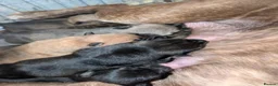 Mixed Breed dogs for sale: Belgian shepherd x - Advert 1