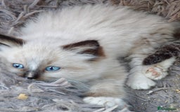 Ragdoll cats for sale: Ragdoll kittens - Image 1