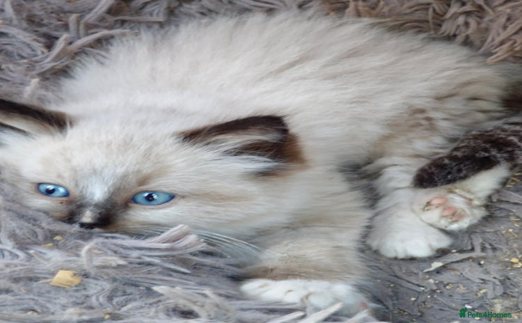 Ragdoll cats - Advert 2