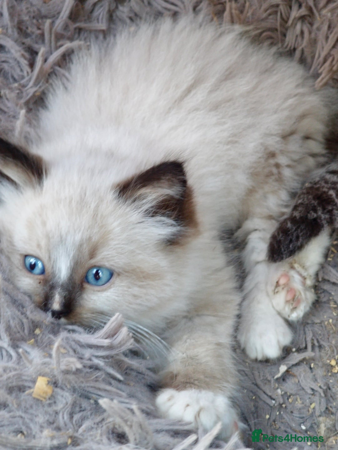 Ragdoll cats for sale: Ragdoll kittens - Image 1