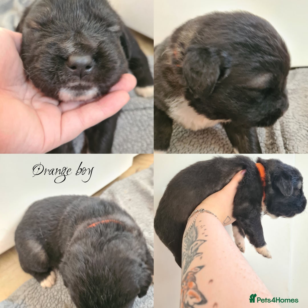 Caucasian Shepherd Dog dogs for sale: Caucasian ovcharka puppies  - Image 4