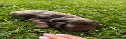 English Springer Spaniel dogs for sale: 8 beautiful spaniel puppies - Advert 12