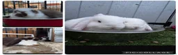 French Lop rabbits for sale: Pedigree French lop - Advert 10