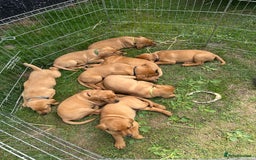 Labrador Retriever dogs for sale: Stunning Fox Red Labrador Puppies - Image 16