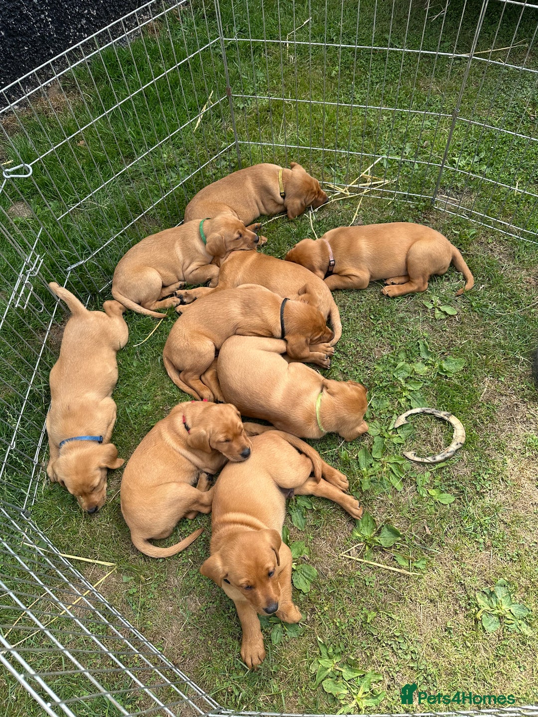 Labrador Retriever dogs for sale: Stunning Fox Red Labrador Puppies - Image 16
