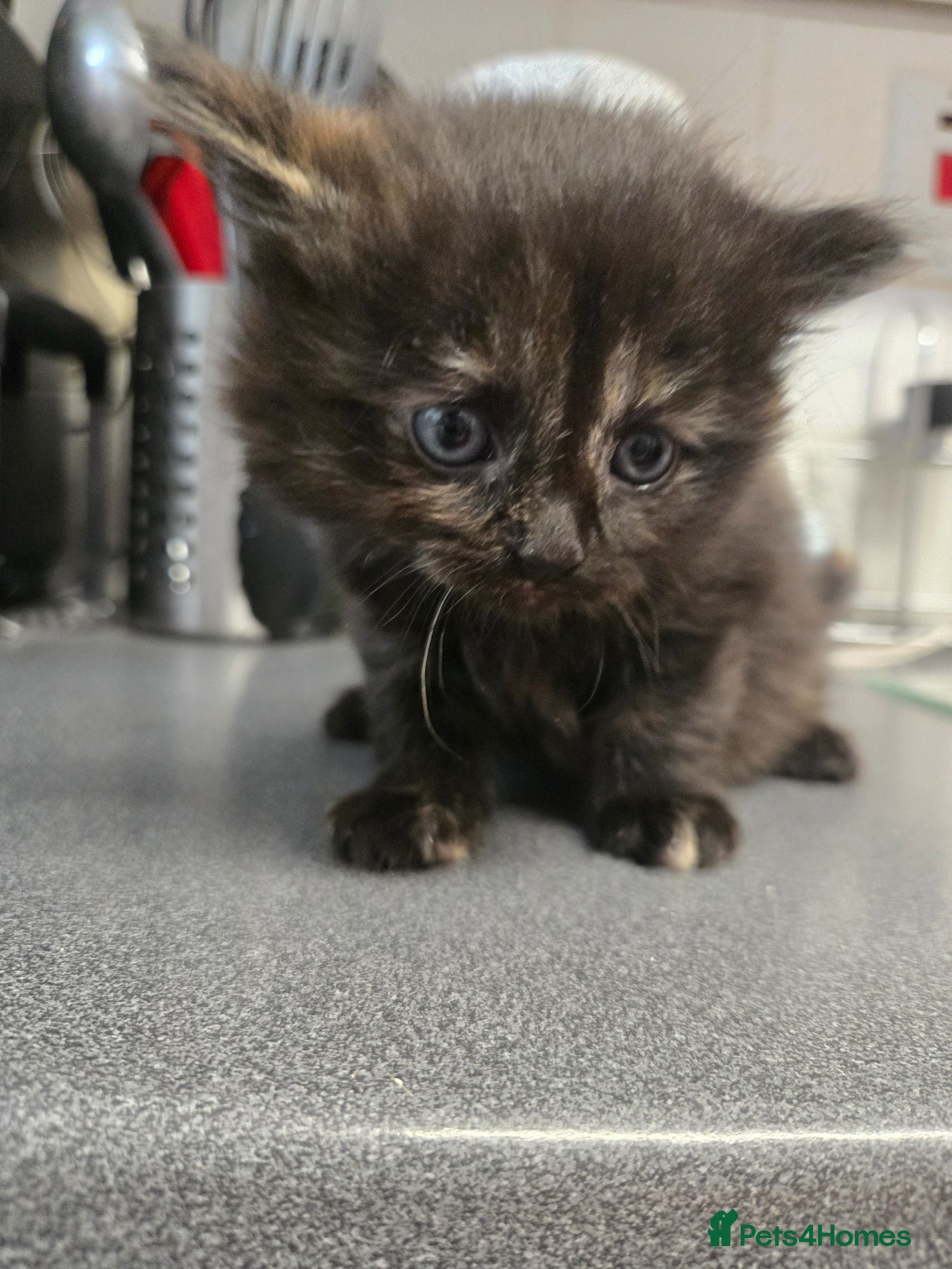 Mixed Breed cats for sale: Gorgeous kittens in Petersfield - Advert 4