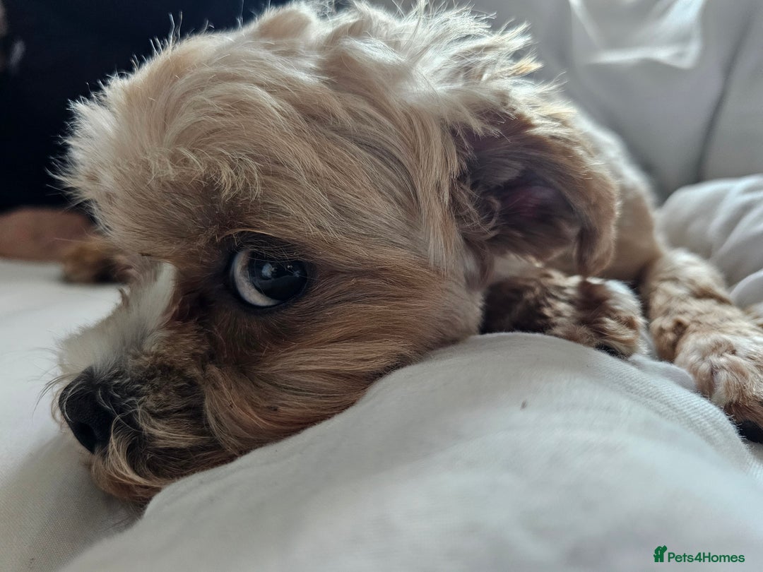 Maltipoo dogs for sale: 1y old Maltipoo Girl  - Advert 2