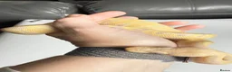 Python Snake reptiles for sale: Candy-GHI-66% het Pied Female - Advert 5