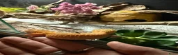 Leopard Gecko reptiles for sale: Female Leopard gecko + full set up - Advert 3