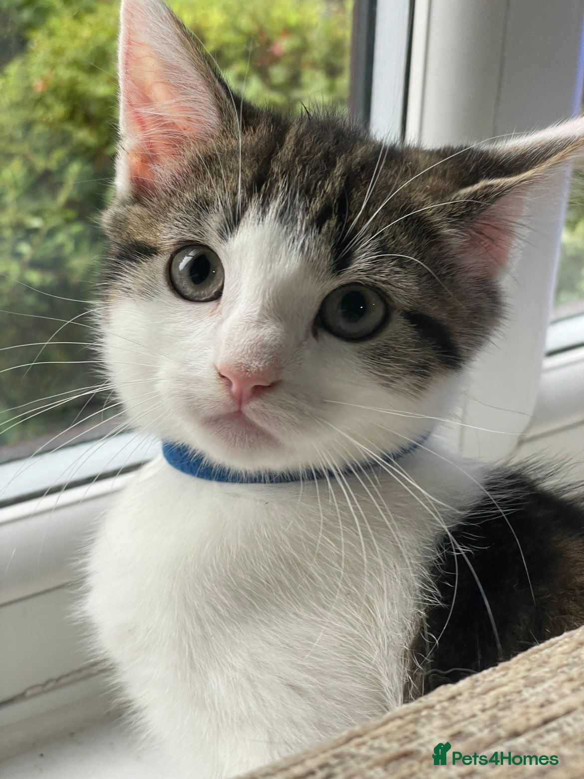 Mixed Breed cats 1 male kitten left! - Advert 14