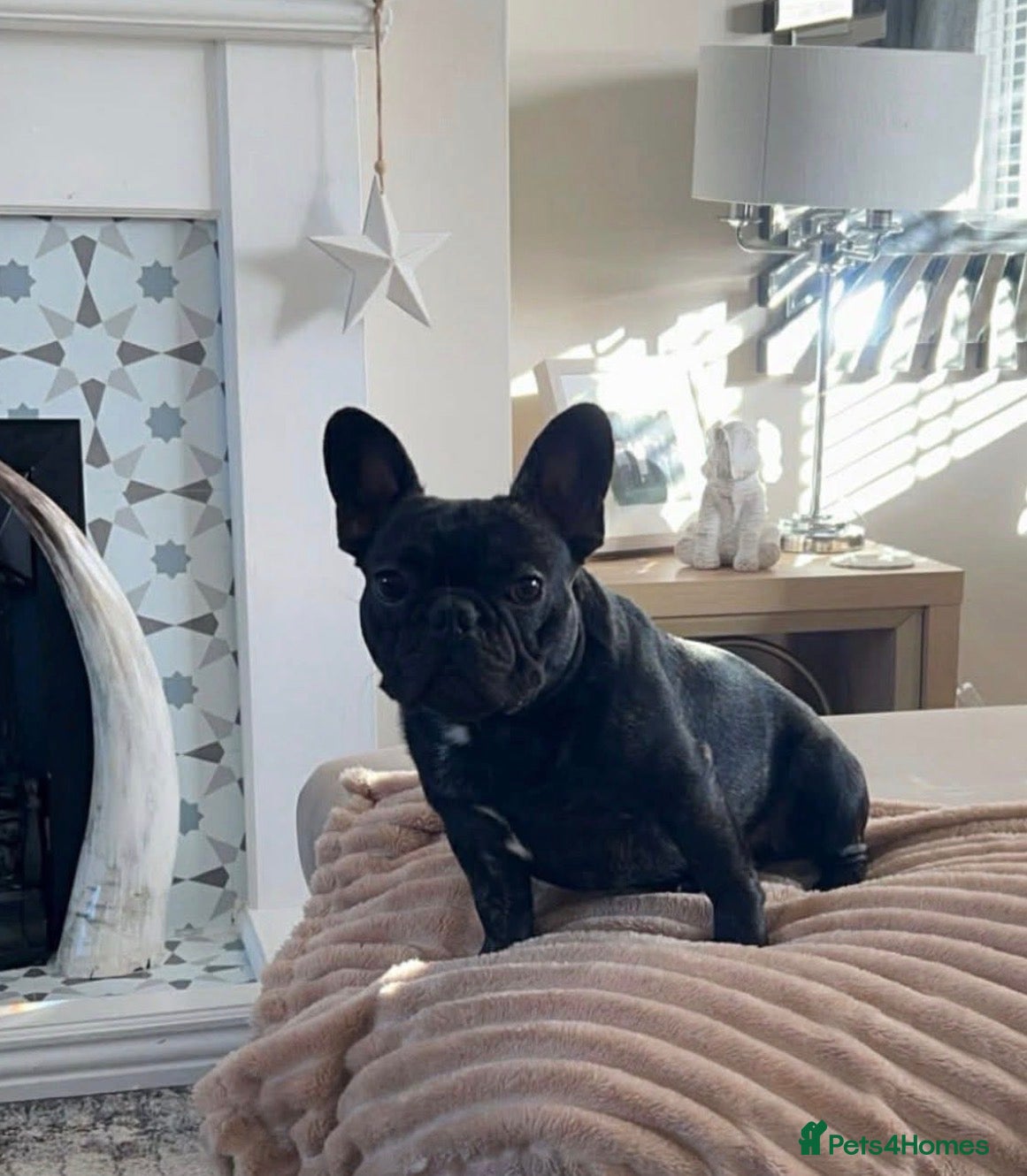 French Bulldog dogs KC registered male French bulldog, Vinnie - Advert 3