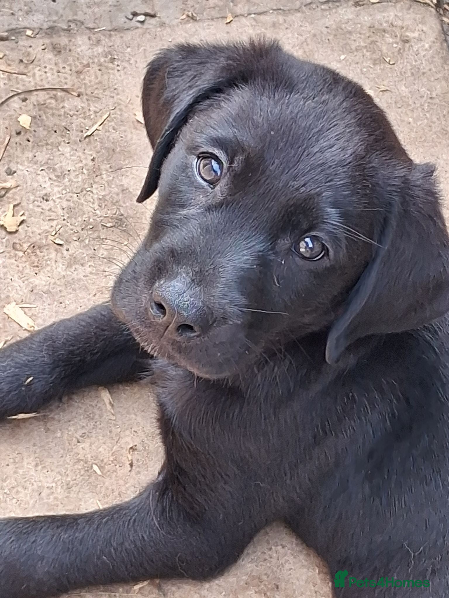 Labrador Retriever dogs ** LAST 2 PUPPIES **KC reg LAB PUPPIES - Advert 12