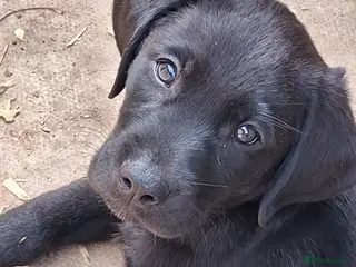 Labrador Retriever dogs ** LAST 2 PUPPIES **KC reg LAB PUPPIES - Advert 12