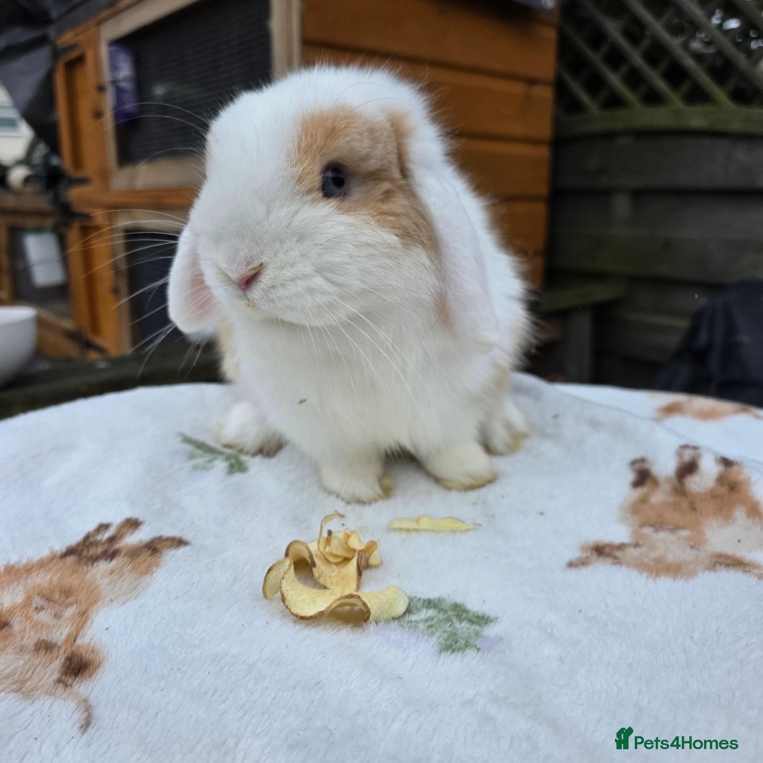 Mini Lop rabbits Mini lop 7 months old  - Advert 6