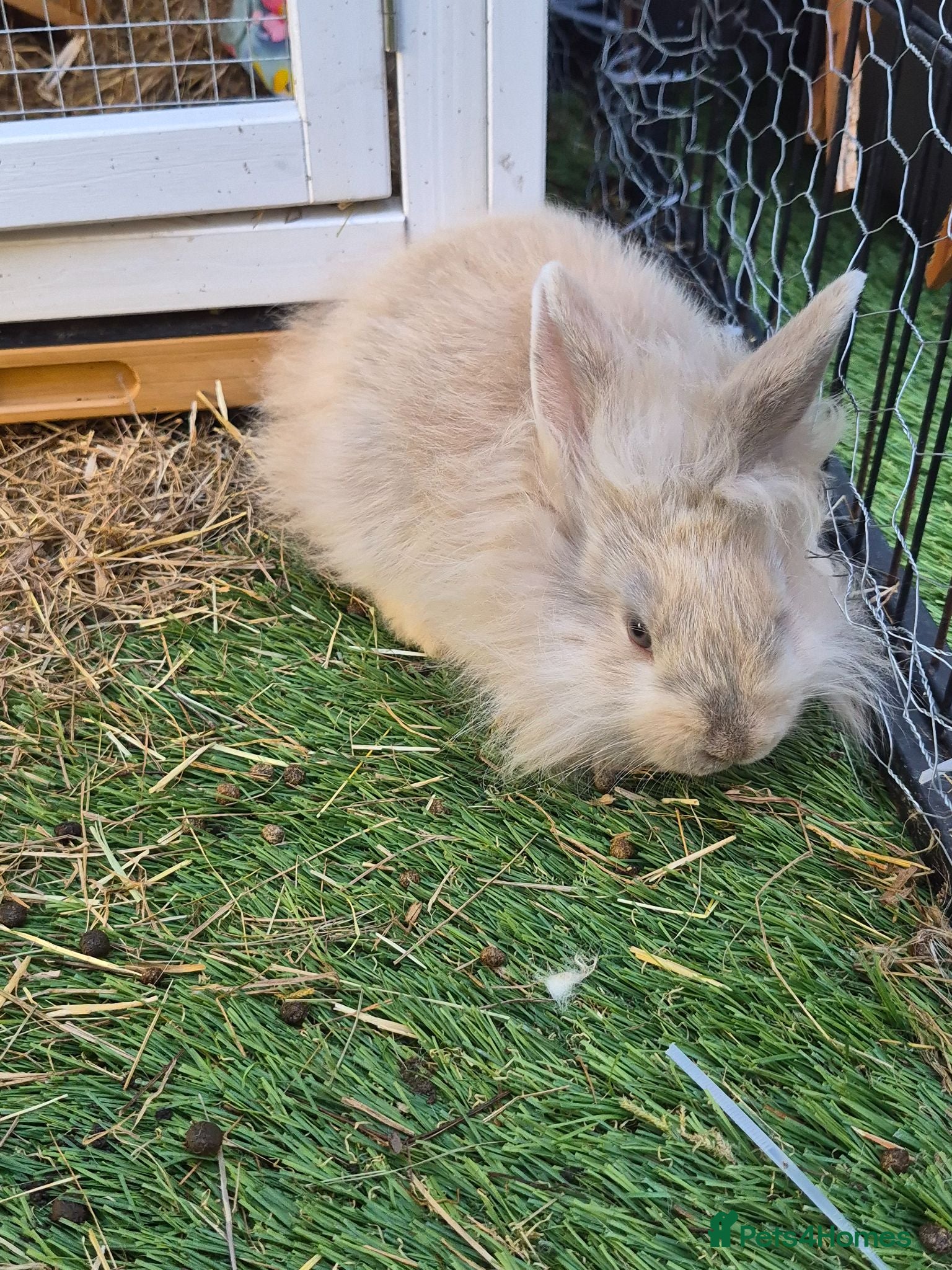 Lionhead rabbits Baby lion head, mini lop and angora lionhead - Advert 9