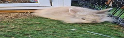 Lionhead rabbits for sale: Baby lion head, mini lop and angora lionhead in Retford - Advert 1