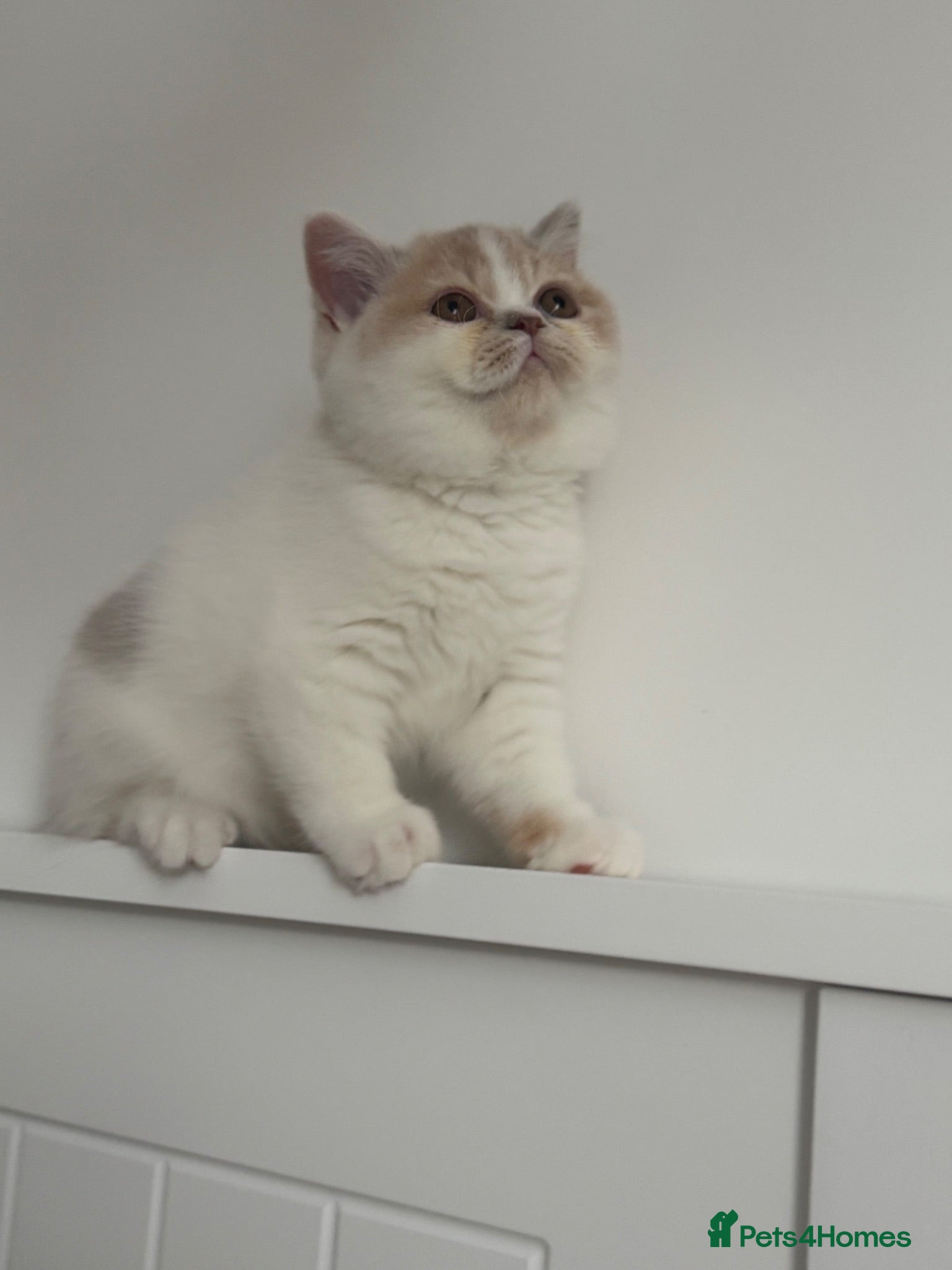 British Shorthair cats Only one left ready from 26.06RW SGC TICA kittens  - Advert 1