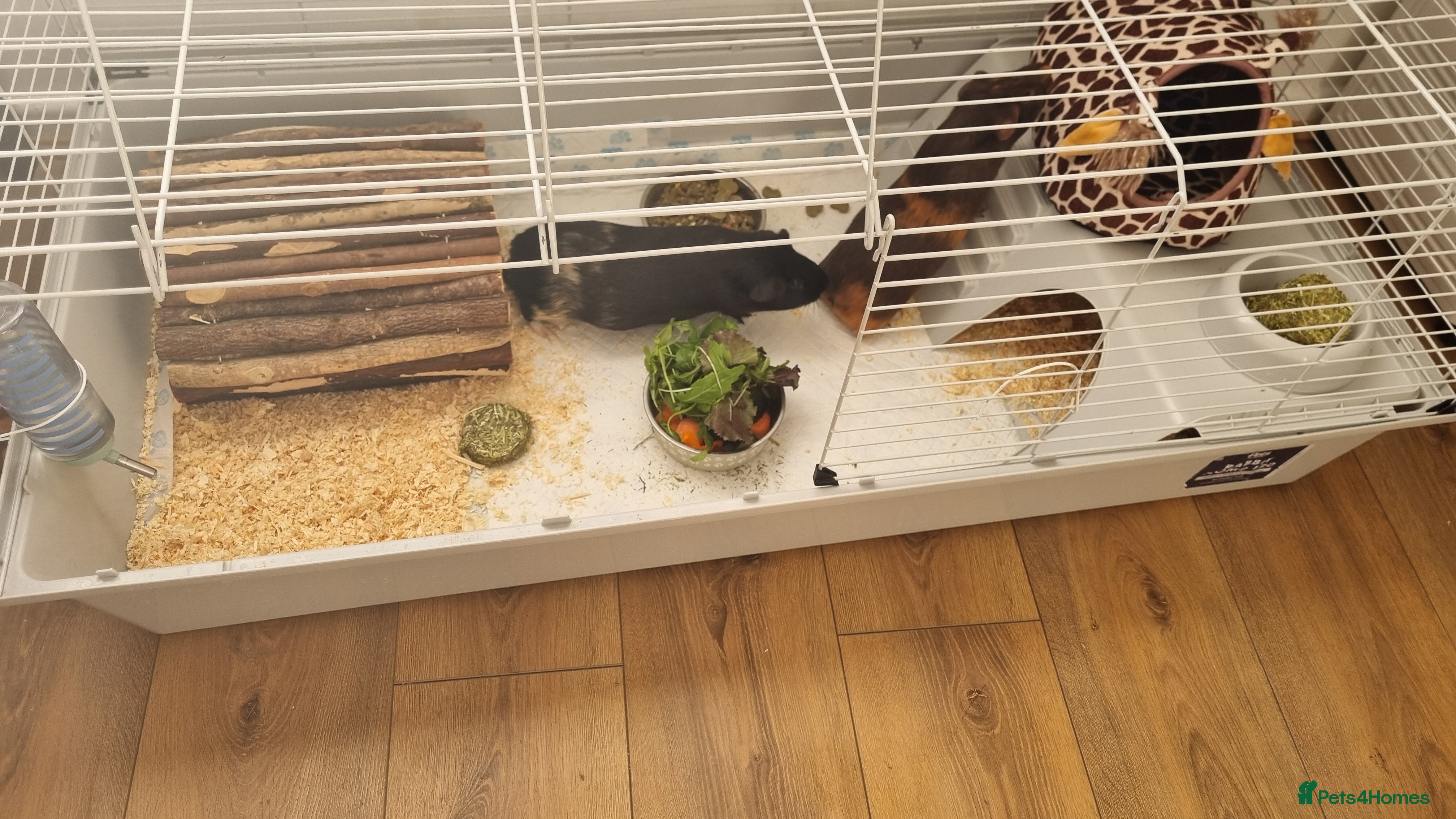 Guinea Pig rodents Two male guinea pigs for sale - Advert 20