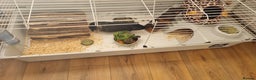 Guinea Pig rodents for sale: Two male guinea pigs for sale - Advert 1