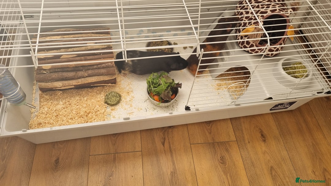 Guinea Pig rodents for sale: Two male guinea pigs for sale - Advert 1