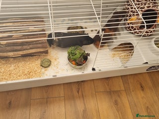 Guinea Pig rodents Two male guinea pigs for sale - Advert 1