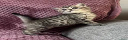 British Longhair cats for sale: Black tipped  Longhair and Golden Tipped Shorthair - Advert 3