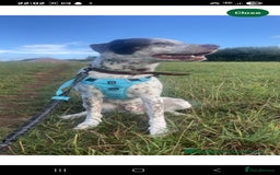 Mixed Breed dogs for sale: Husky/ dalmatian free - Image 11