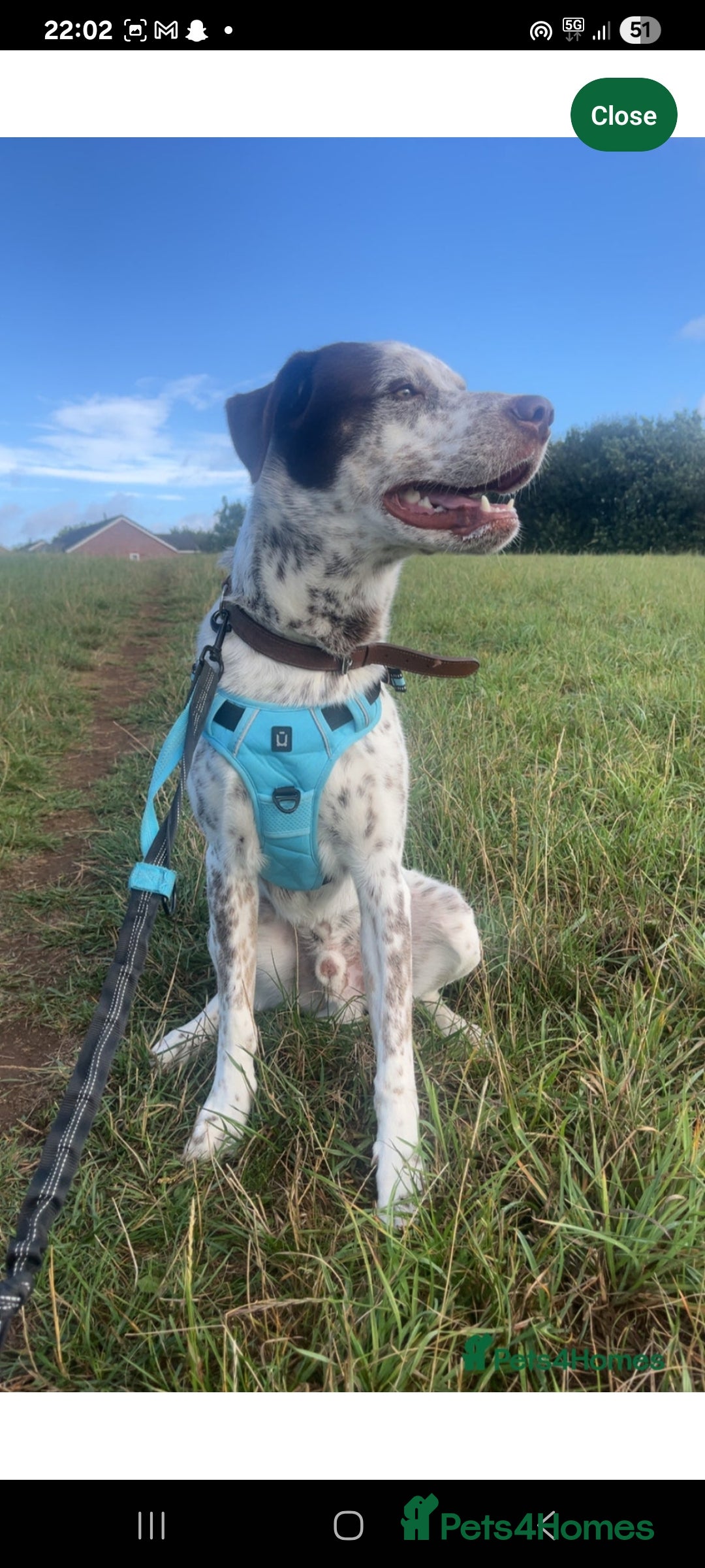 Mixed Breed dogs for sale: Husky/ dalmatian free - Image 11