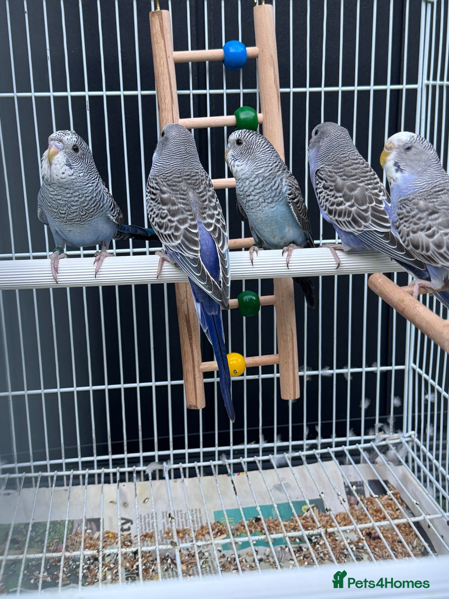 Budgerigars birds Beautiful budgies mutation  - Advert 2