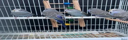 Budgerigars birds for sale: Beautiful budgies mutation job lot  - Advert 3