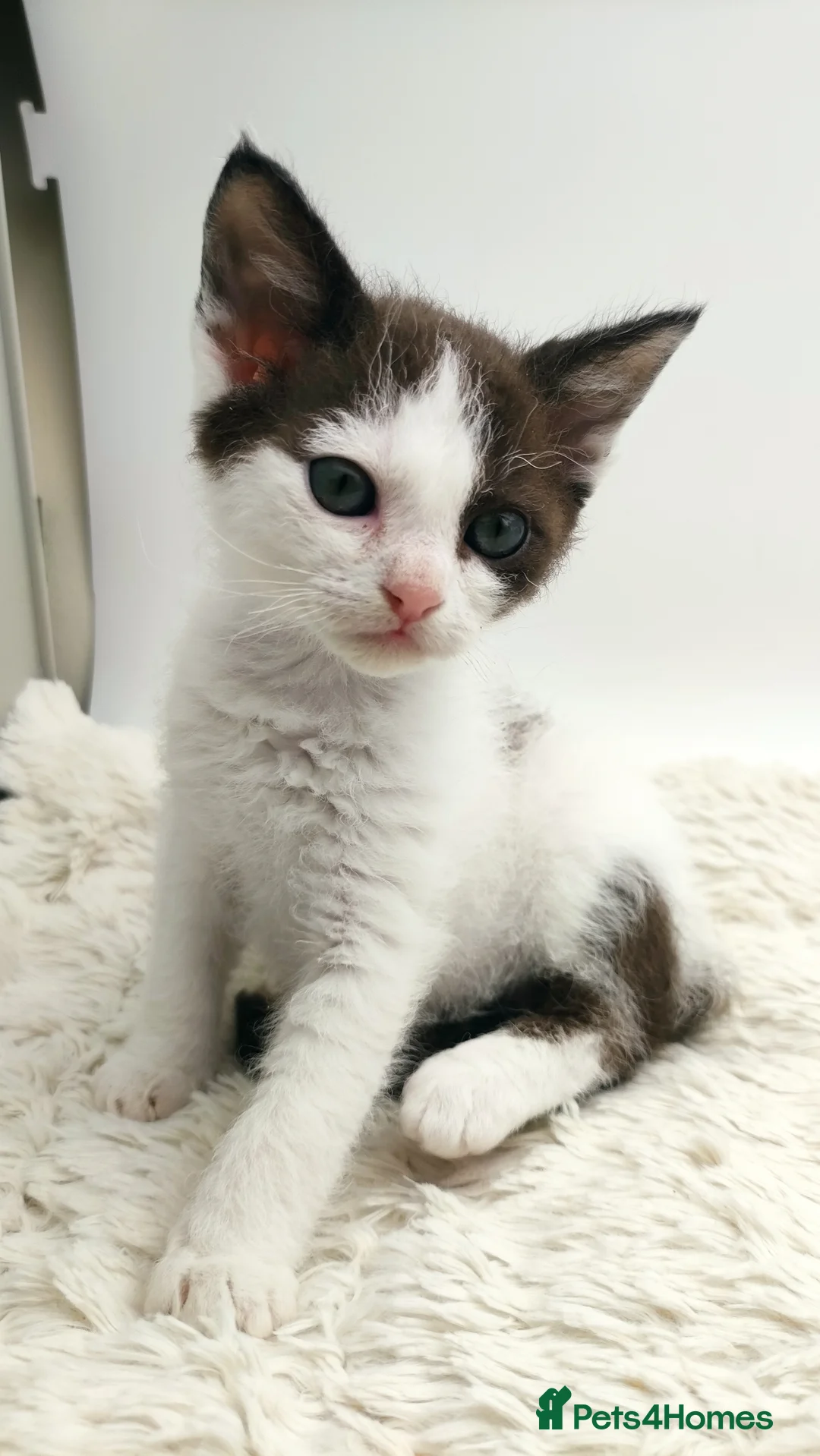 LaPerm cats for sale: Curly LaPerm kittens GCCF reg  - Advert 7