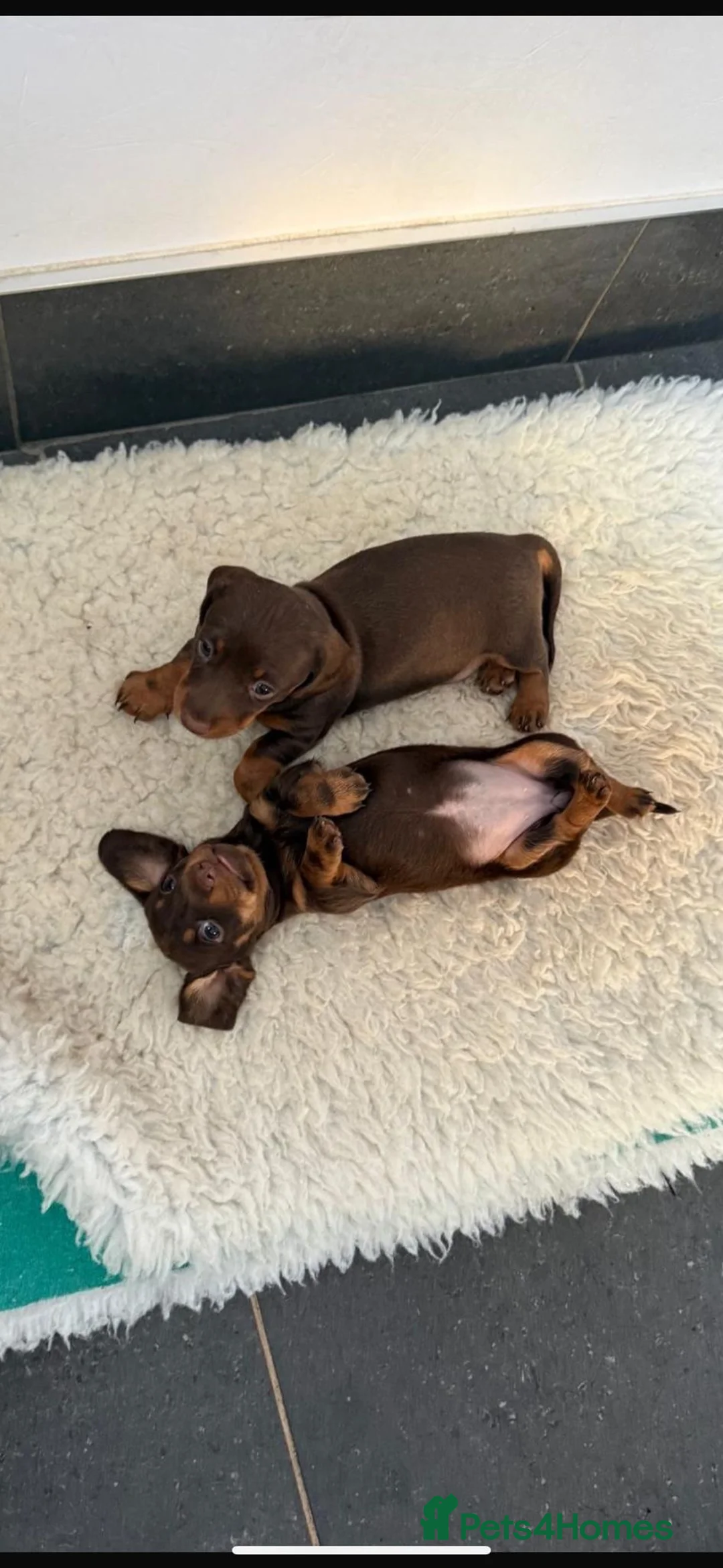 Miniature Dachshund dogs for sale: Miniature dachshund  - Advert 1