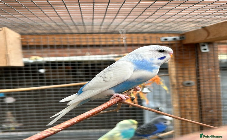 Budgerigars birds - Advert 14