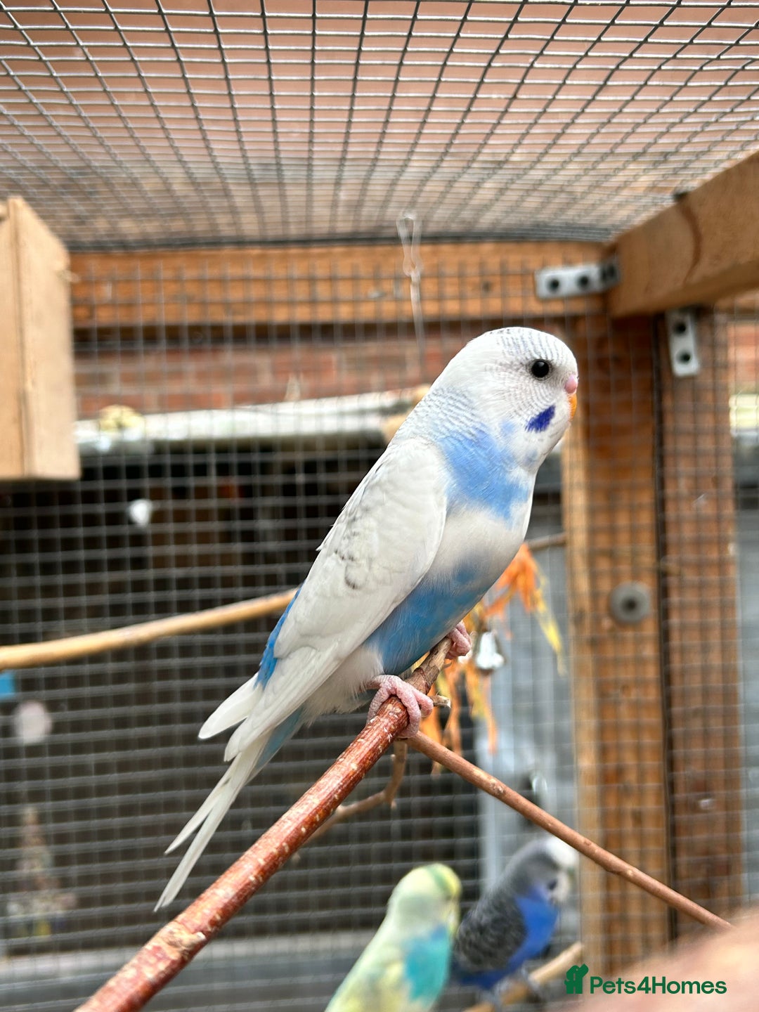 Budgerigars birds for sale: Baby Budgies For Sale  - Image 2