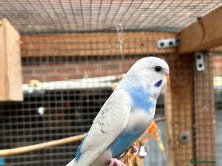 Budgerigars birds - Advert 7