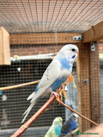 Budgerigars birds - Advert 13