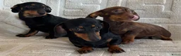 Dachshund dogs for sale: Dachshund  - Advert 2