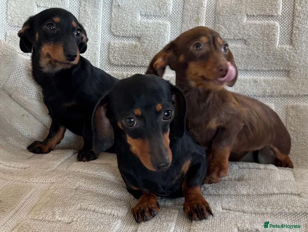 Dachshund dogs for sale: Dachshund  - Advert 2