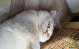 British Shorthair cats for sale: Champion lines for adoption  - Image 32