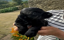 Cocker Spaniel dogs for sale: Fun & affectionate cocker spaniels ready 21st Aug - Image 7
