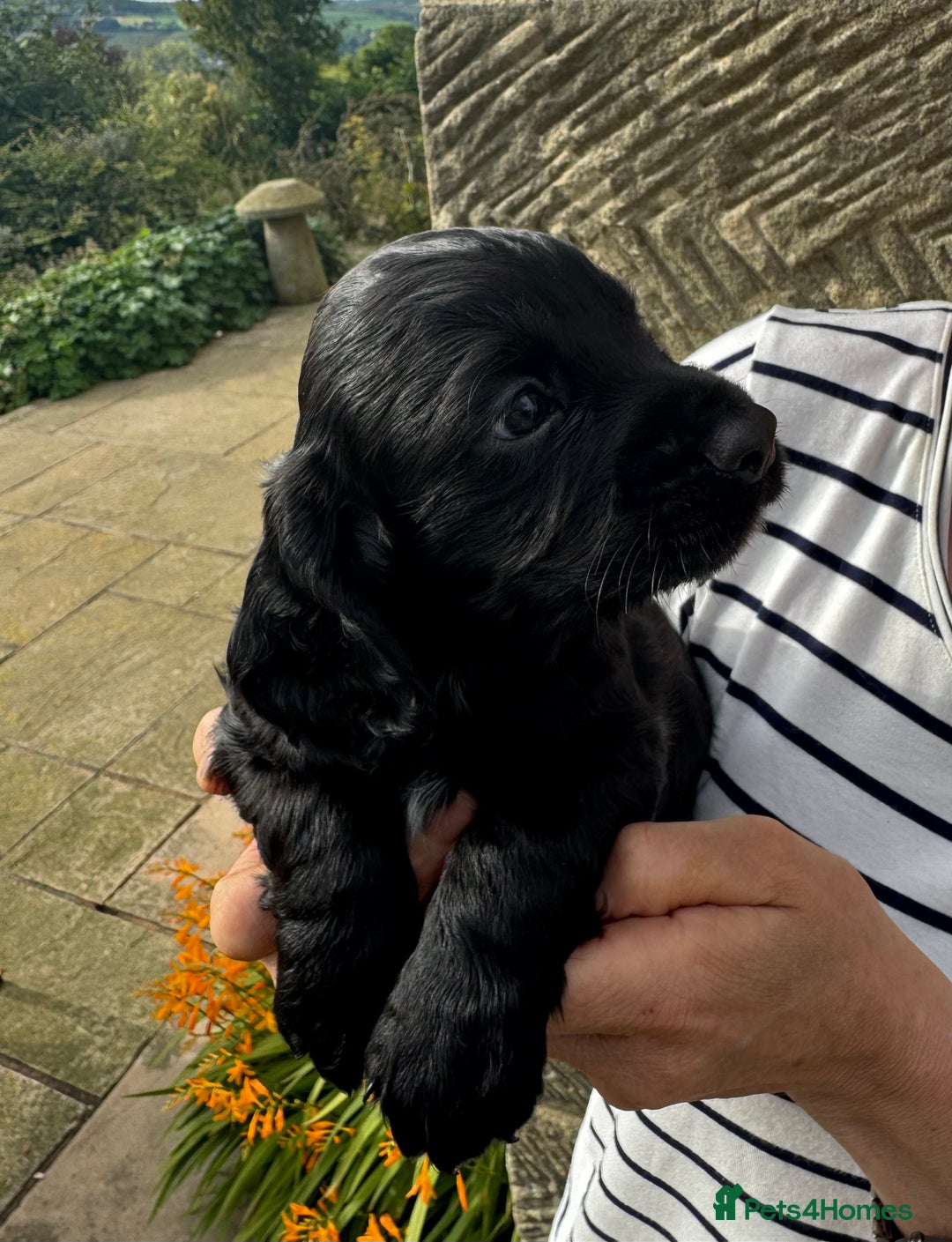 Cocker Spaniel dogs for sale: Fun & affectionate cocker spaniels ready 21st Aug - Image 7