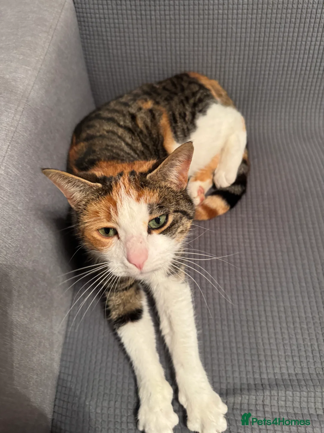 British Shorthair cats for sale: Cute cat - Advert 2