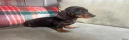 Miniature Dachshund dogs for sale: 4 miniature dachshunds - Advert 30