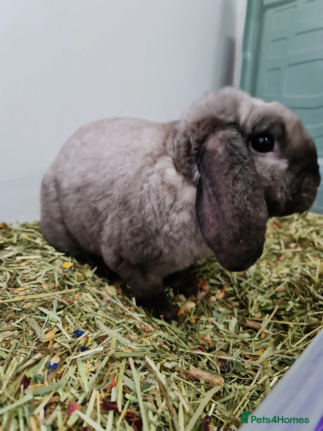 Mini Lop rabbits for sale: 2 stunning mini lop plush ready April 7th - Advert 5